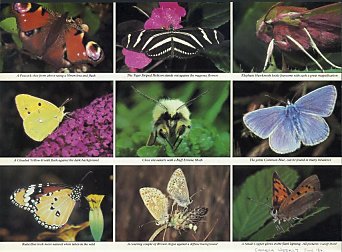 Butterfly feature in Camera Weekly magazine